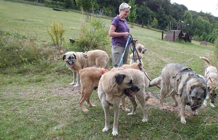 DOG-InFokus:<br/> Hundebegegnungen – Hundereich